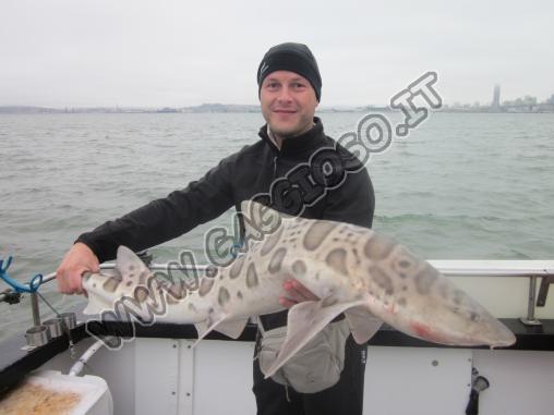 Il più bel squalo leopardo pescato nella baia di San Francisco California