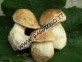 Funghi porcini oltre a fario e marmorate lungo il torrente Rabbies