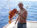 Stupendo scorfano pescato nell'isola di Favignana nelle Egadi