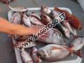 Pesci pescati in mezza giornata a vertical jigging nell'isola di Favignana nelle Egadi