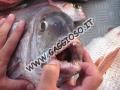 Denti di un bel pagello pescato nell'isola di Favignana a vertical jigging nelle Egadi